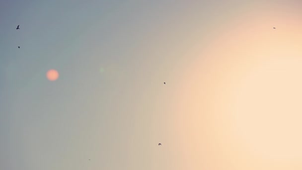 日の出の空を飛ぶカモメの鳥 — ストック動画