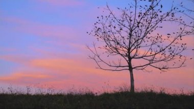 Tarlada yapayalnız bir sonbahar ağacı, günbatımında siluet, doğanın çöküş arka planı