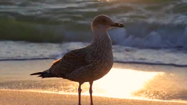 Чайка Схід Пляжі Релаксація Надихаючий Ранок Над Морськими Хвилями — стокове відео