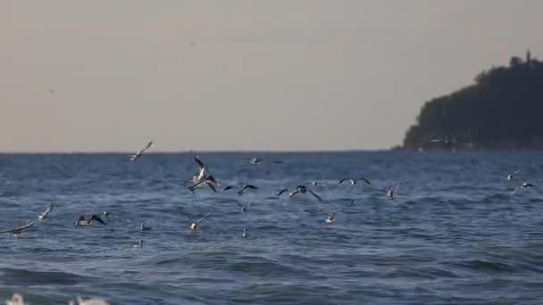 Aves Gaivotas Voadoras Sobre Ondas Mar Nascer Sol Procura Comida — Vídeo de Stock
