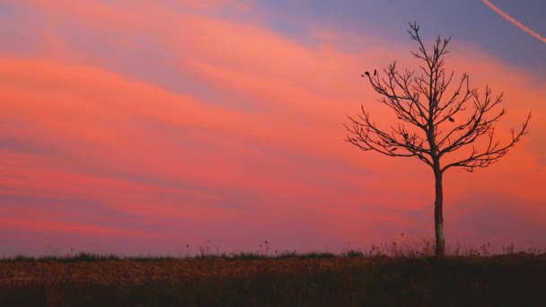 Eenzame Herfstboom Een Veld Silhouet Bij Zonsondergang Natuur Achtergrond — Stockvideo