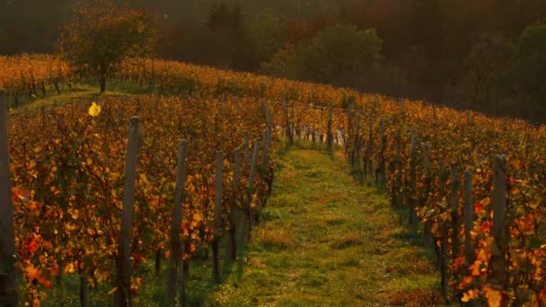 Paisagem Paisagística Com Vinhas Campos Outono Coração Toscana Itália — Vídeo de Stock