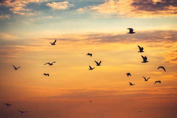 Meeuwen vliegen over de zee — Stockfoto