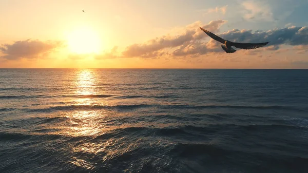 Seagull over the sea - aerial view seascape — 图库照片