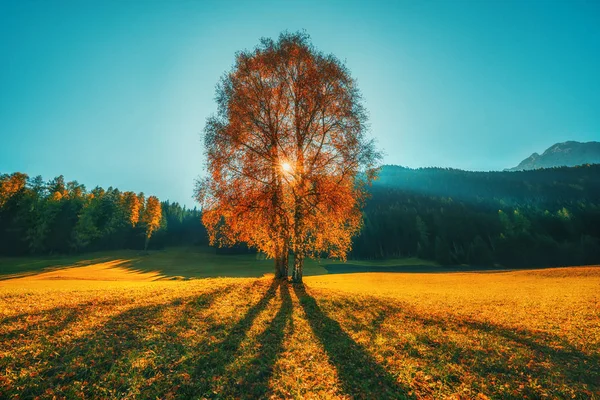 가을 나무와 오렌지 잎. 떨어지다. 주행성 공원. 가을, 가을 — 스톡 사진