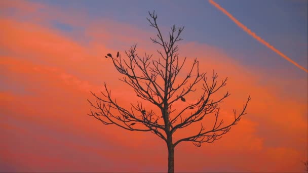 Herbstbaum Einsame Baumsilhouette Einem Feld Und Orangefarbenem Sonnenuntergang — Stockvideo