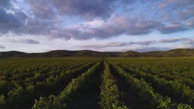 Yazın şarap için organik üzüm tarlaları, hava aracı manzarası.