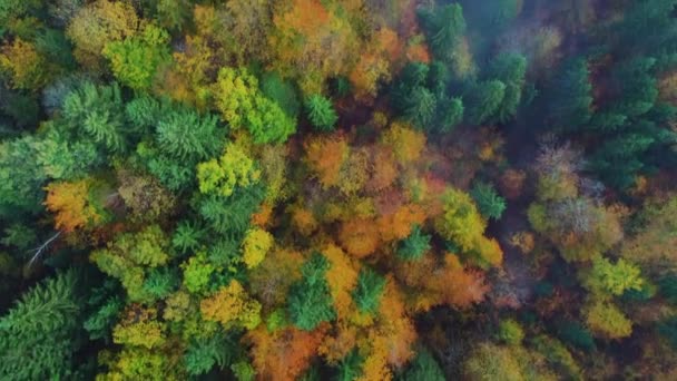 秋天的森林无人驾驶飞机景观 克罗地亚Plitvice国家公园的瀑布和湖泊 — 图库视频影像