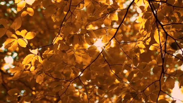 Fallende Bäume Blätter Und Strahlende Sonnenstrahlen Park Schöne Naturkulisse — Stockvideo
