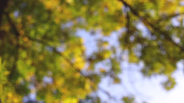 Feuilles tombantes dans le parc d'automne avec des arbres colorés .