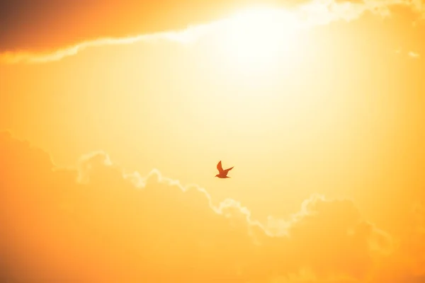 Gaivotas voadoras sobre o nascer do sol do mar — Fotografia de Stock