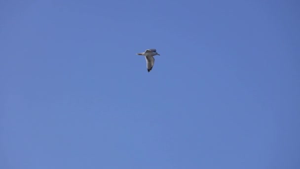 Seagull Flying Free Sky Sea Waves — Stock Video