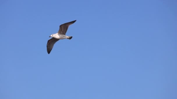 Gaviota Volando Libre Cielo Sobre Las Olas Del Mar — Vídeo de stock