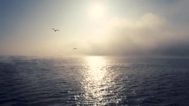多雾的海上日出 海鸥在水面上自由飞翔 空中俯瞰 — 图库视频影像