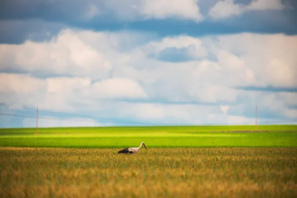 春の畑や雲にコウノトリ — ストック写真
