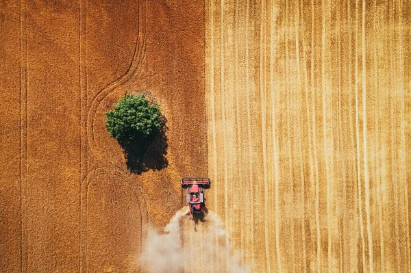 Combine Agricultura Cosechadora Cosechando Campo Trigo Maduro Dorado — Foto de Stock