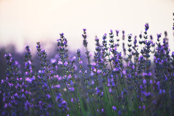 Lavender flower in the field.
