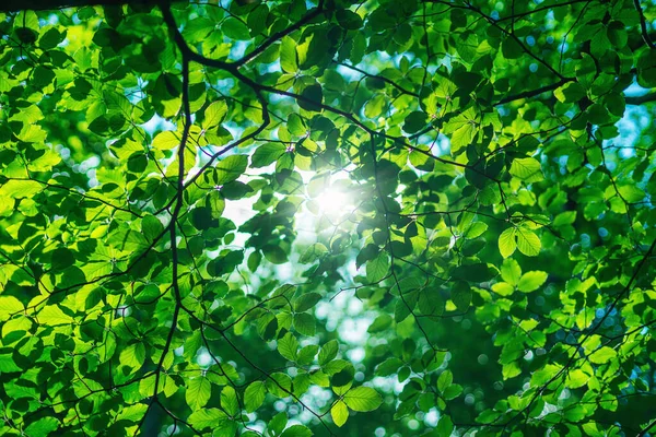 春には新緑のカエデの葉を通して太陽が照りつける — ストック写真