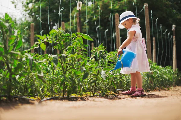 Niña Jardinera Regando Tomates Jardín Verde Horticultura —  Fotos de Stock