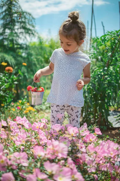 Niña Recogiendo Frambuesas Campo Cultivo Niño Disfrutando Frutas Verduras Orgánicas —  Fotos de Stock