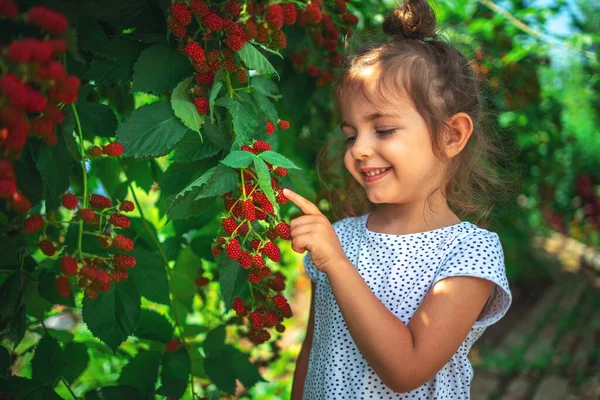 Niña Recogiendo Frambuesas Campo Cultivo Niño Disfrutando Del Sabor Las — Foto de Stock