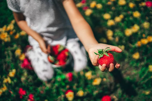 Gadis Kecil Memetik Stroberi Ladang Pertanian Stroberi Tangan Anak Anak — Stok Foto