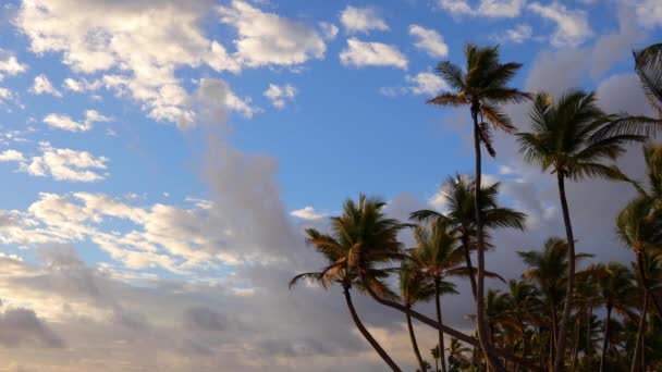 Palmeras Exótica Playa Isla Tropical Hermoso Amanecer Mar — Vídeos de Stock