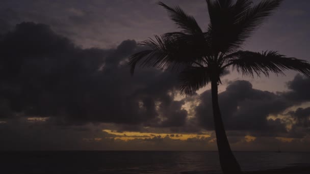 热带岛屿海岸 带棕榈的奇异海滩 梦想暑假 — 图库视频影像