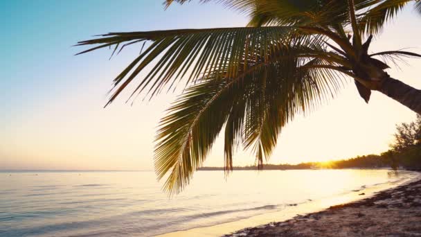 Palmbomen Exotische Tropische Eiland Strand Prachtige Zee Zonsopgang — Stockvideo