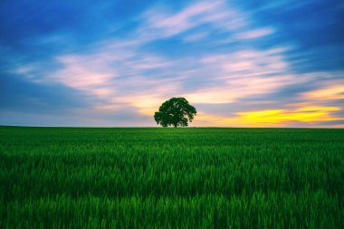 Tarladaki ağaç ve gökyüzündeki dramatik bulutlar.