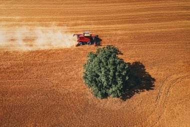 Buğday tarlasını hasat eden tarım makinesini birleştirin.