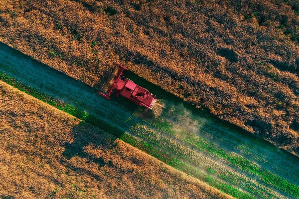 Combina Mietitrebbia Agricoltura Macchina Raccolta Dorato Campo Grano Maturo — Foto Stock