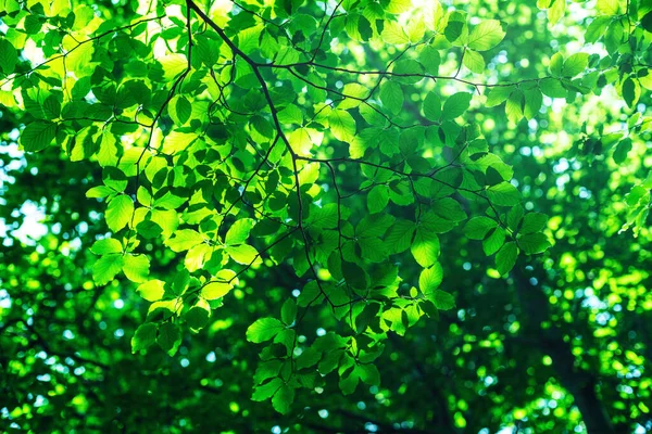 Zářící Slunce Skrze Čerstvé Zelené Listy Javoru Jaře — Stock fotografie