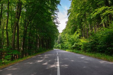 Orman Yolu Manzarası Arkaplanı