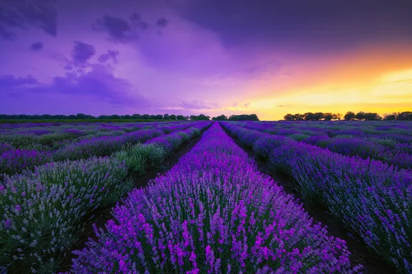 Lavender flower blooming scented fields in endless rows.