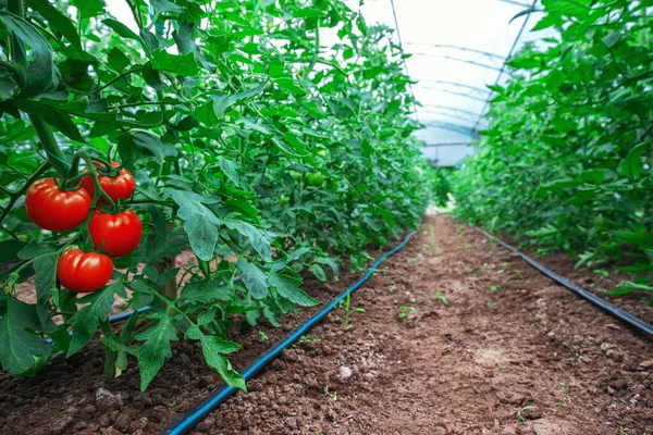 Tomates Dans Une Serre Horticulture Légumes — Photo