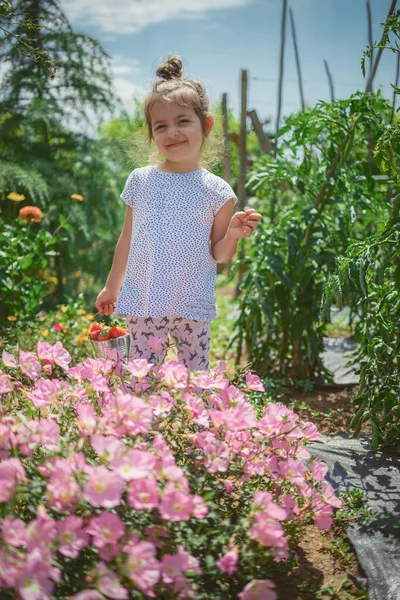 Una Niña Recogiendo Fresas Campo Cultivo Niño Disfrutando Frutas Verduras — Foto de Stock