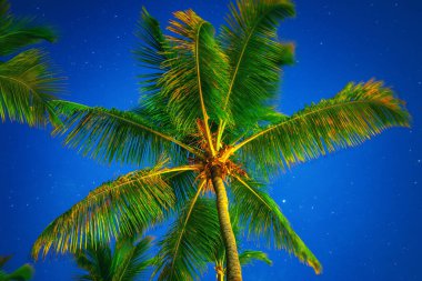 Tropik Gece Gökyüzü, Hindistan cevizi palmiyeleri ve yıldızlar 