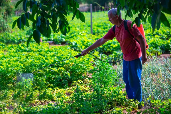 Odlare Som Besprutar Grönsaker Trädgården Med Ogräsbekämpningsmedel Bekämpningsmedel Eller Insekticider — Stockfoto