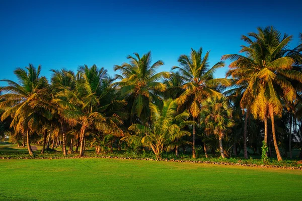 Tropikal Adada Golf Sahası — Stok fotoğraf
