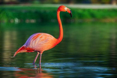 Flamingo gölde duruyor, gün batımı çok güzel.