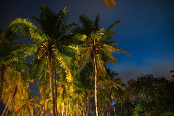 Tropik Gece Gökyüzü Hindistan Cevizi Palmiyeleri Yıldızlar — Stok fotoğraf
