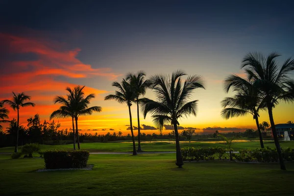 Silhouetten Van Palmbomen Tegen Zonsondergang Hemel Tijdens Een Tropische Nacht — Stockfoto