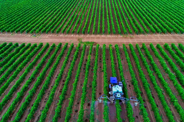 Trator Que Pulveriza Videiras Sobre Vinha Europa — Fotografia de Stock