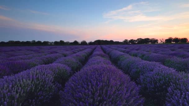 Campo Flor Lavanda Hermoso Cielo Puesta Sol — Vídeo de stock