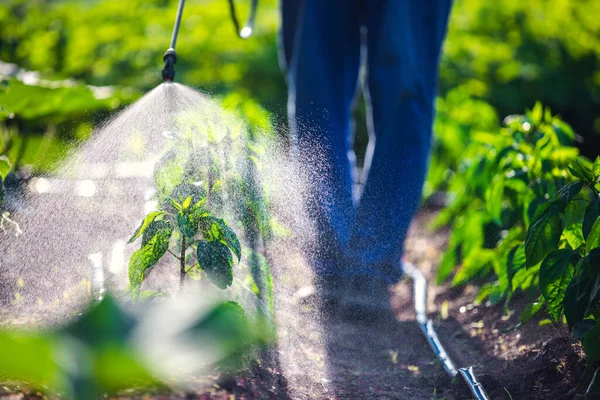 Petani Penyemprotan Sayuran Hijau Tanaman Kebun Dengan Herbisida Pestisida Atau — Stok Foto