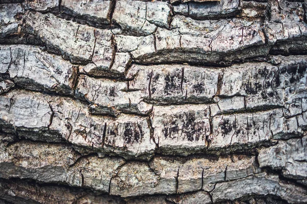 Wood Bark Old Tree Surface Texture Background — Stock Photo, Image