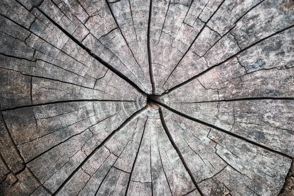 Štěkot Dřeva Starý Povrch Stromu Jako Pozadí Textury — Stock fotografie