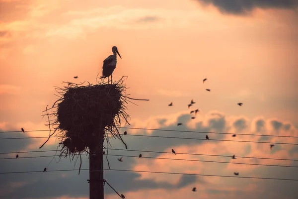 Аист Гнезде Летающие Птицы Небе Заката — стоковое фото