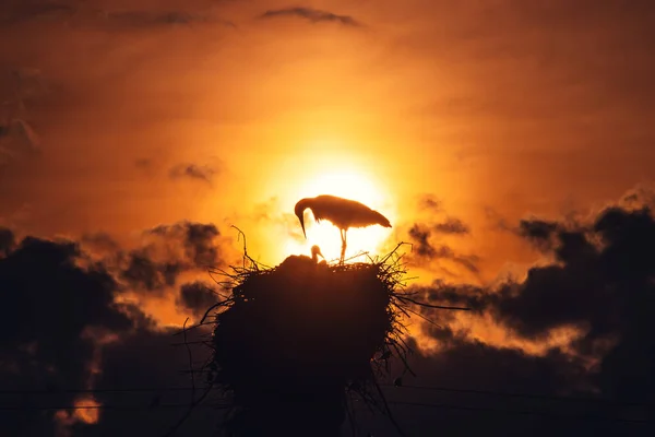 Cegonhas Alimentando Bebês Ninho Contra Céu Por Sol Com Nuvens — Fotografia de Stock